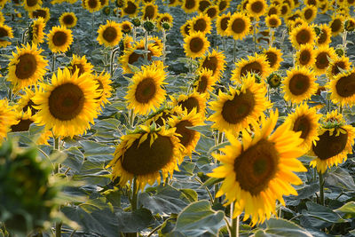 Sunflowers blooming on field