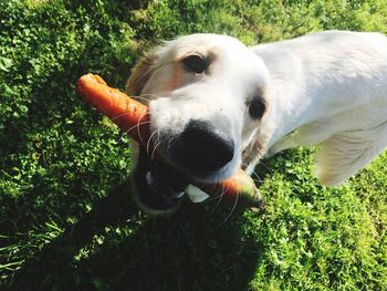 Close-up of dog