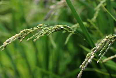 Close-up of fresh green plant