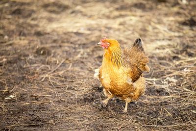 View of a bird on field