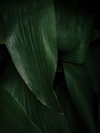 Full frame shot of green leaves