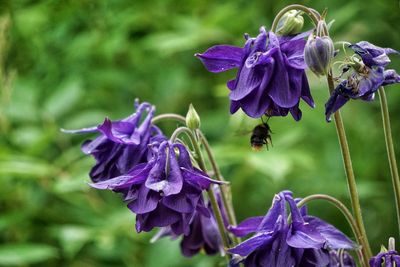 Close-up of purple flowering plant