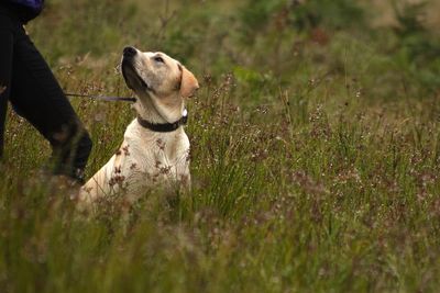 Dog looking away on field