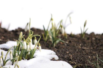 Close-up of frozen plant on field against sky