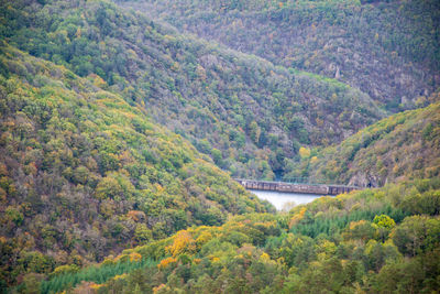 Scenic view of forest