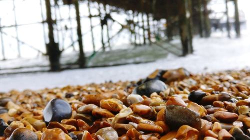 Close-up of pebbles on ground