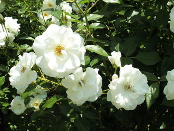 White flowers blooming outdoors