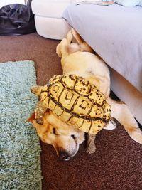 High angle view of a dog resting on bed