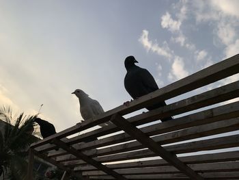 Low angle view of pigeon perching on roof against sky