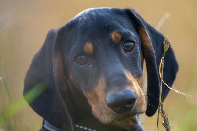 Close-up portrait of a dog