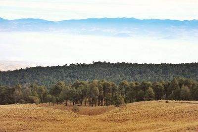 Scenic view of rural landscape