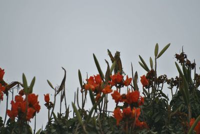 Close-up of poppy flowers against clear sky