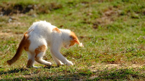 Full length of a cat on field