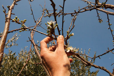 Low section of person holding plant against sky