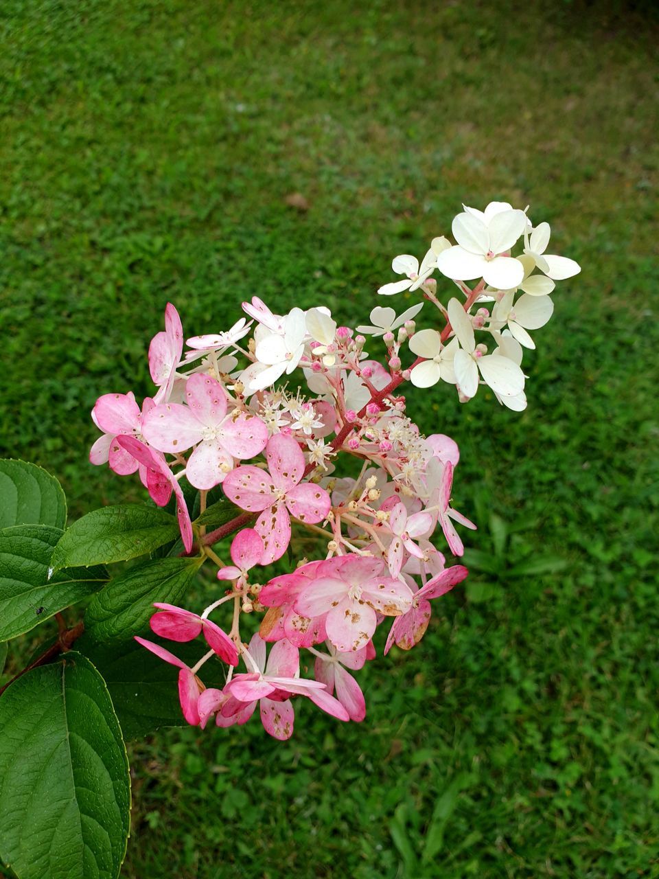 plant, flower, flowering plant, beauty in nature, freshness, nature, growth, fragility, pink, blossom, plant part, leaf, petal, green, shrub, close-up, grass, no people, day, flower head, high angle view, inflorescence, outdoors, springtime, field, white