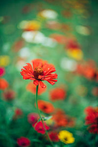 Close-up of red flowering plant