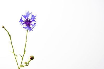 Close-up of purple flowering plant against clear sky