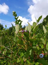 Close-up of insect on plant against sky