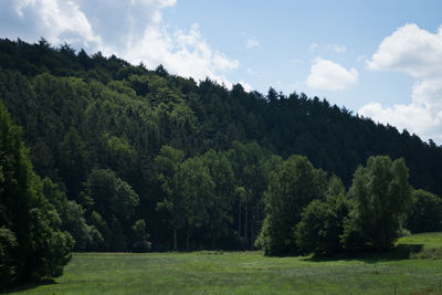 Scenic view of green forest