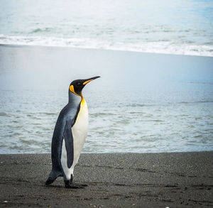 View of a penguin on beach