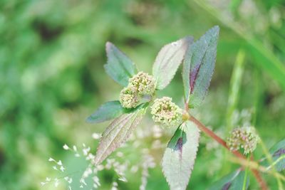 Close-up of flowering plant