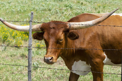 Cow standing in a field