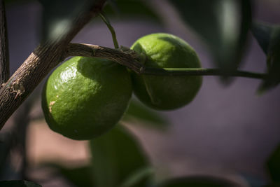 Close-up of lemons growing on tree