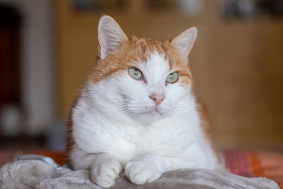 Close-up portrait of a cat