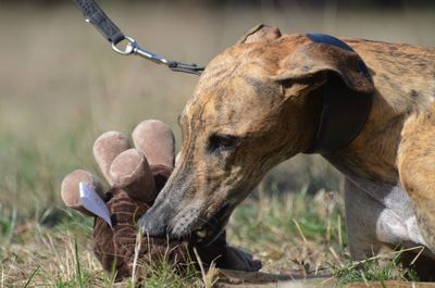 Close-up of a horse on field