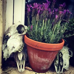 Close-up of potted plants