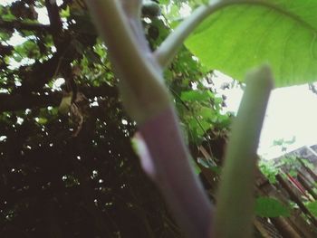 Low angle view of trees