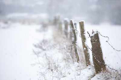 Snow covered land and trees on field, fence in the field