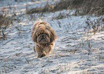 Dog on snow covered land