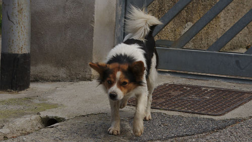 Portrait of dog standing on street in city