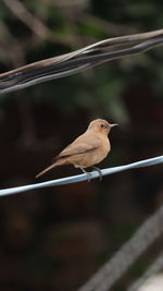 Close-up of bird perching on branch