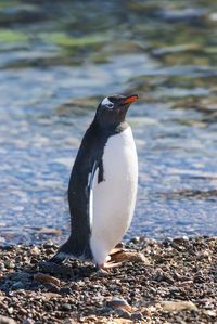 Penguin on field