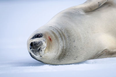 Close-up of crabeater seal lying on ice