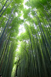 Low angle view of bamboo trees in forest