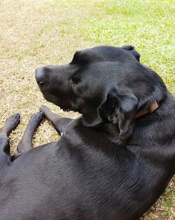 Close-up of puppy sitting on grass