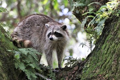 Raccoon captured in a tree , with intent to escape .