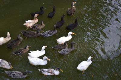 High angle view of ducks swimming on lake