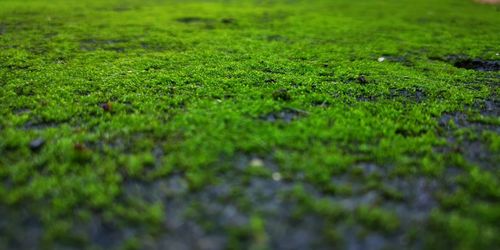 Full frame shot of moss on land