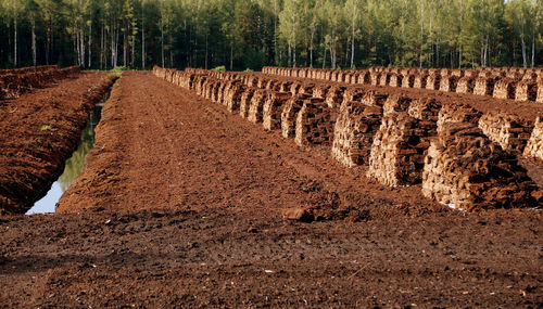 Peat is stacked in rows waiting for transport in a forest in latvia.