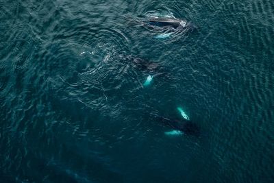 High angle view of aquatic mammals swimming in sea