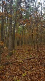 Trees in forest during autumn