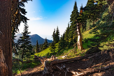 Scenic view of trees and mountains against sky