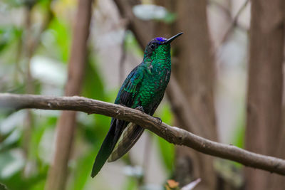 Close-up of peacock perching on tree