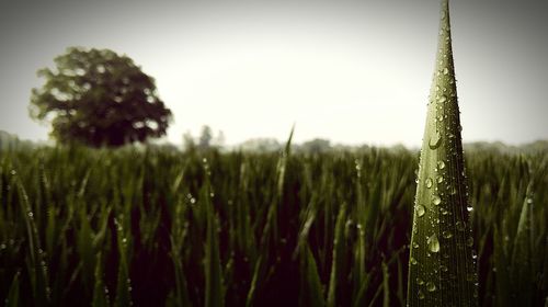 Scenic view of grassy field