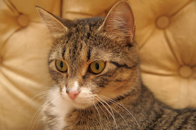 Close-up portrait of a cat