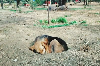 Dog lying on floor